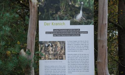 Kranichleben.JPG