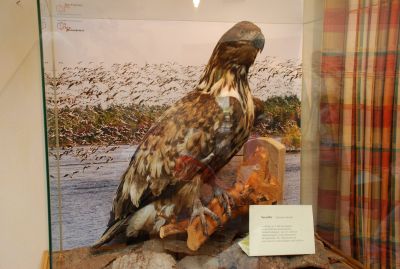 Seeadler in Vitrine.JPG