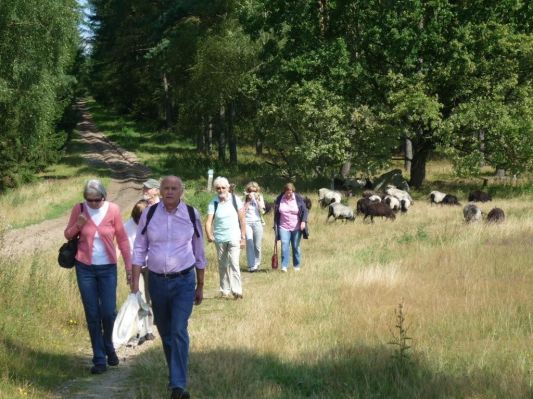 In Hintergrund  - die Heidschnucken